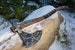 Kratos axe, Leviathan felling hatchet, carbon steel tomahawk gift, collectible cosplay LARP axe 