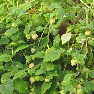 Aunt Molly,s Ground  Cherry Plant