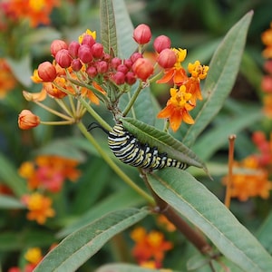 Tropical Milkweed Live Plant