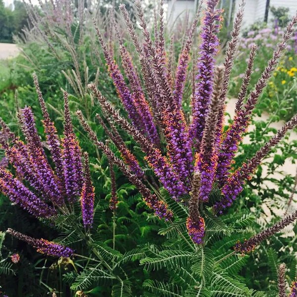 Lead plant Amorpha canescens