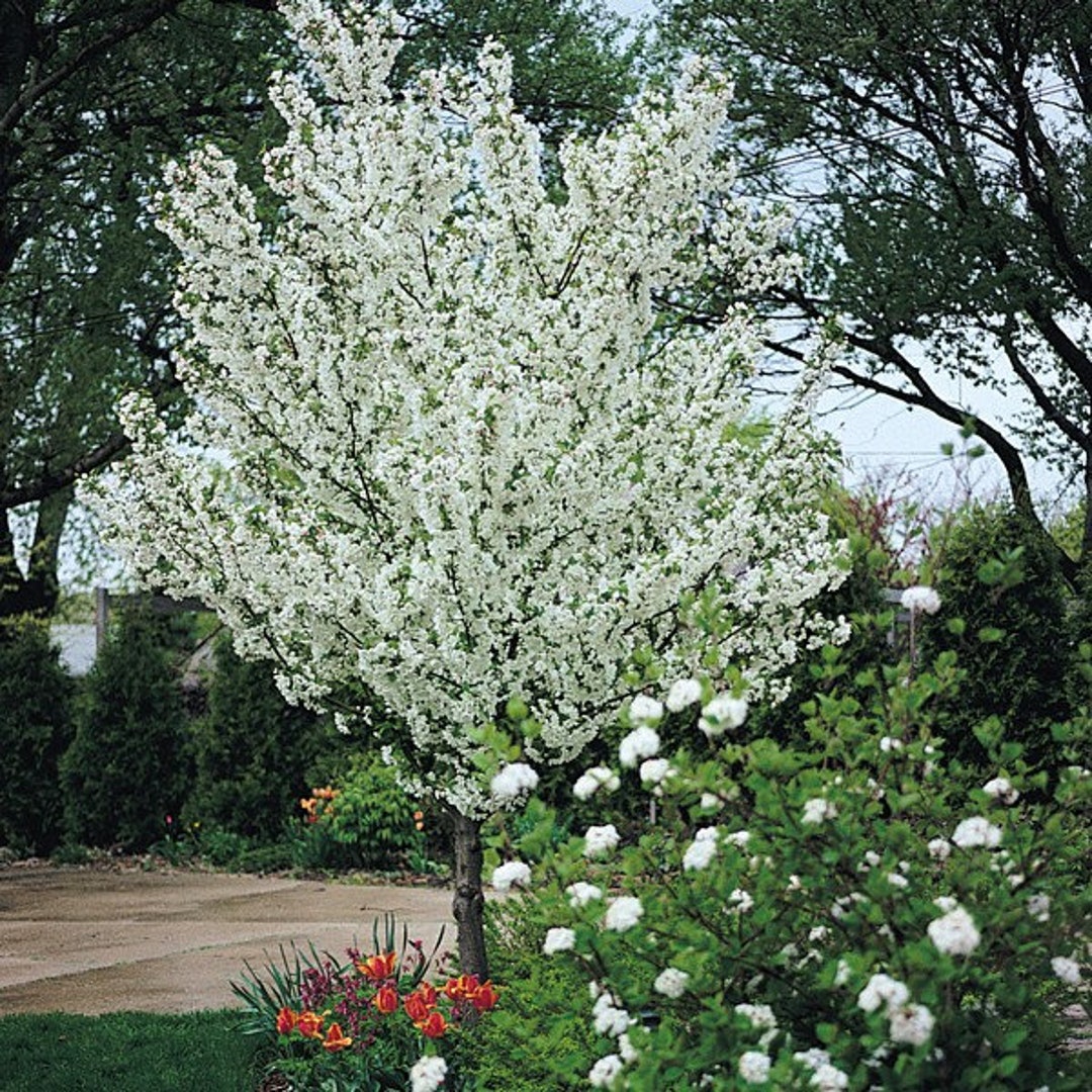 2 Zumi Crabapple May Be Cut Back for Shiping DORMANT Etsy