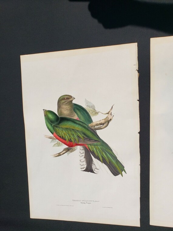 John gould rare original hand painted lithograph … - image 3