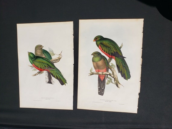 John gould rare original hand painted lithograph … - image 1