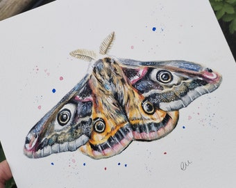 Original watercolour Emperor moth painting 22.4 x 22.4 cm