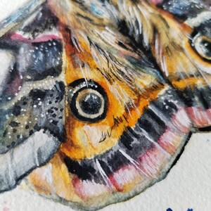 Aquarelle originale de papillon de nuit empereur 22,4 x 22,4 cm image 3