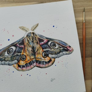 Aquarelle originale de papillon de nuit empereur 22,4 x 22,4 cm image 2