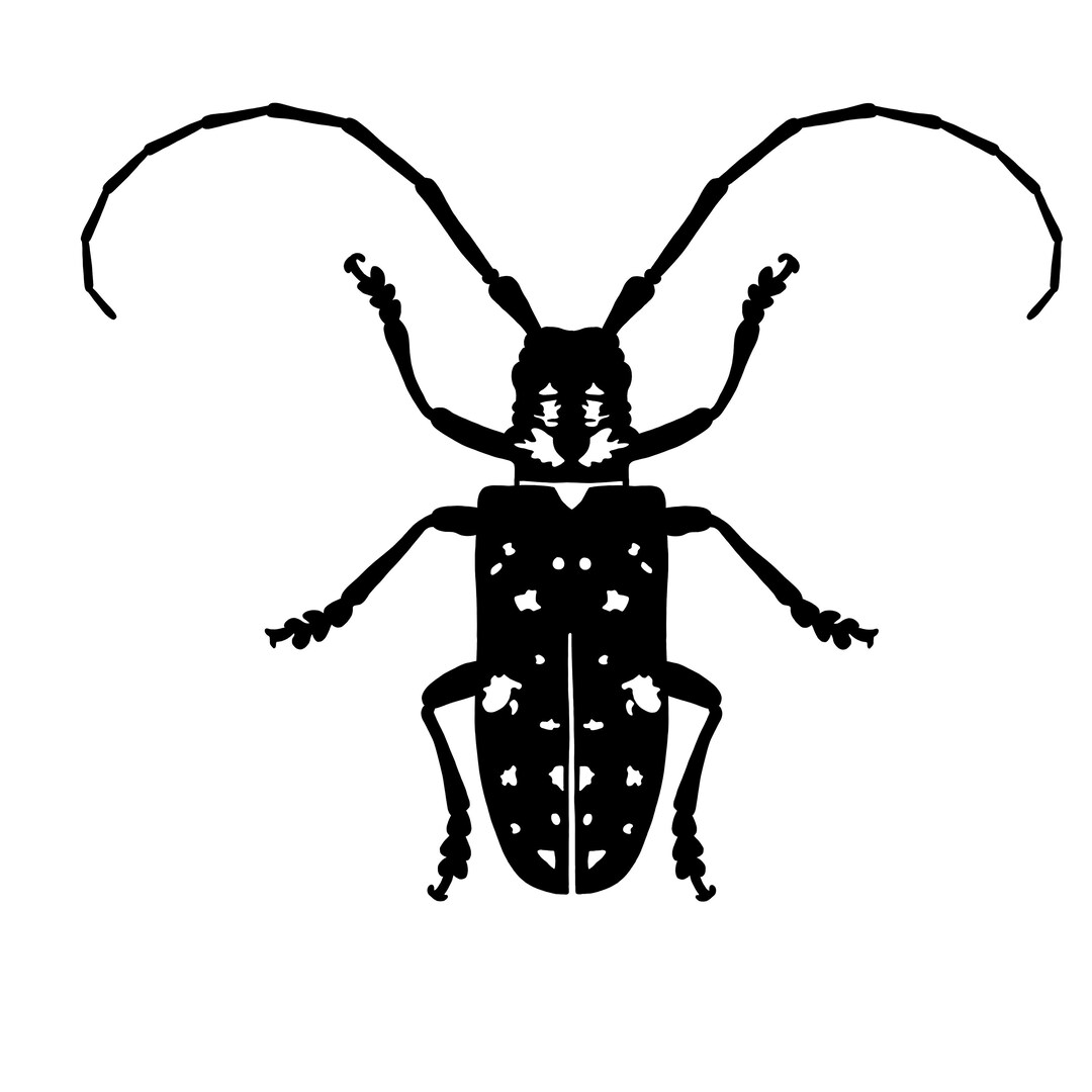 Asian Longhorned Beetle Vinyl Decal (sticker) Etsy