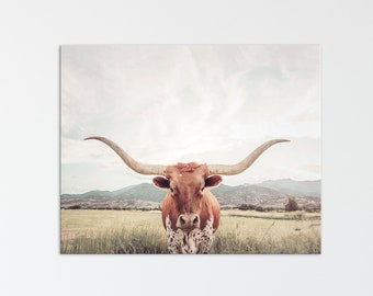 Longhorn Canvas in Color, Stretched Canvas Art, Longhorn Texas, Ranch photography