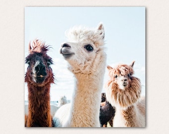 Alpacas Square Art Print