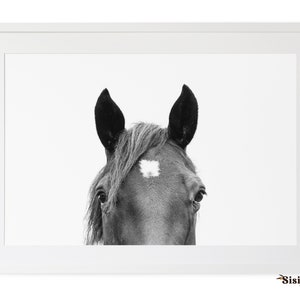May include: Black and white photograph of a horse's head with a white star on its forehead. The horse is looking directly at the camera.