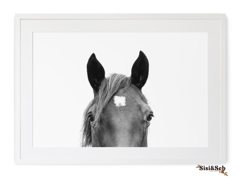 May include: Black and white photograph of a horse's head with a white star on its forehead. The horse is looking directly at the camera.
