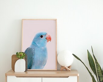 Blue Parrot UNFRAMED Art Print, Lovebird Print, Tropical Bird Art