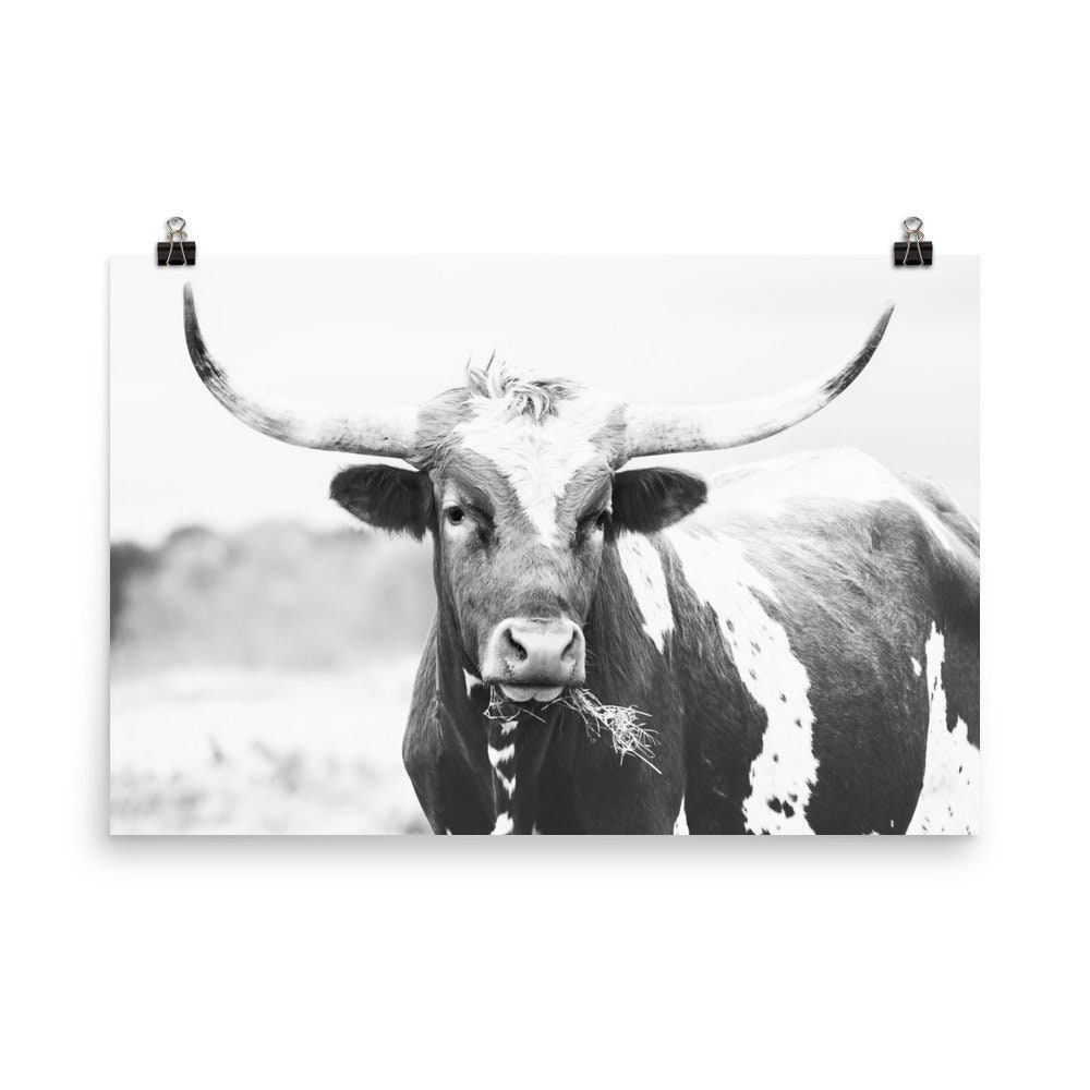Longhorn Print, Posters, Photography