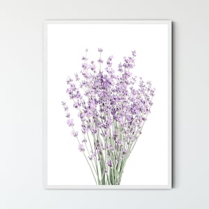May include: A bouquet of lavender flowers with purple blooms and green stems against a white background.