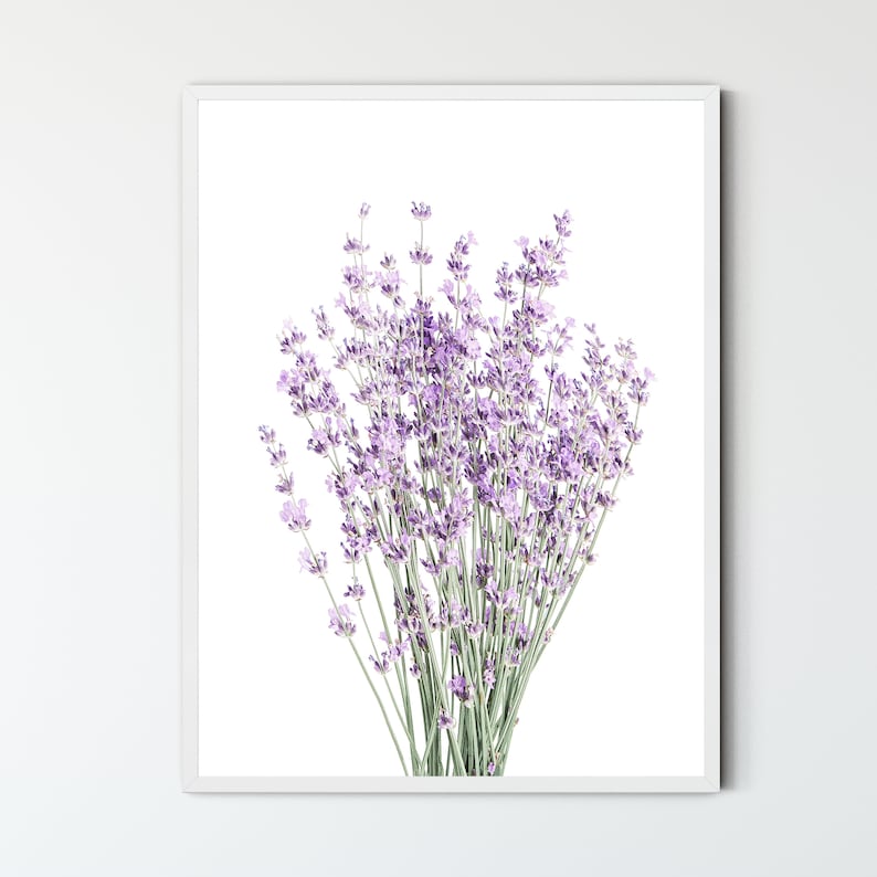 May include: A bouquet of lavender flowers with purple blooms and green stems against a white background.