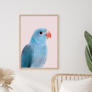 May include: A blue and green parrot with a pink beak is pictured against a light pink background. The parrot is looking to the right of the image.