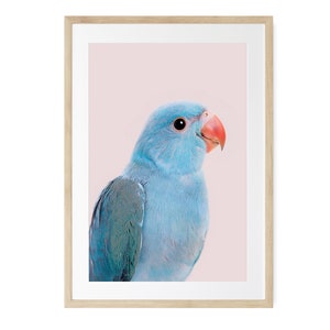 Blue Parrot Framed Tropical Bird Decor, Photography Wall Art, Modern bird prints, Frame with Print, Pastel Wall Decor