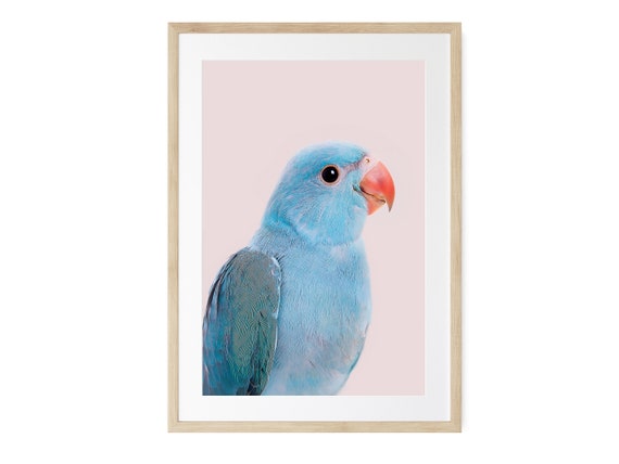 Blue Parrot Framed Tropical Bird Decor, Photography Wall Art, Modern bird prints, Frame with Print, Pastel Wall Decor