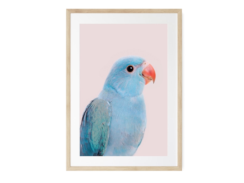 May include: A framed print of a blue and green parrot with a pink background. The parrot is looking to the right of the image.