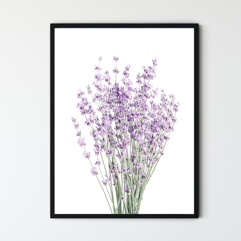 May include: A framed print of a bouquet of lavender flowers with purple blooms and green stems against a white background.