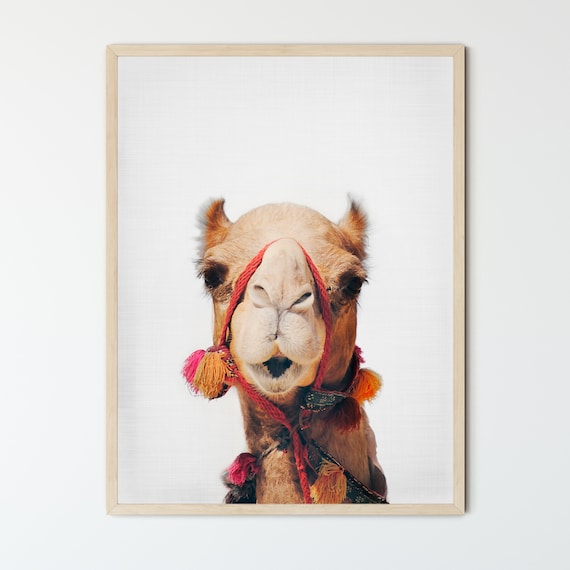 FRAMED Camel Portrait, Quirky Animal Prints, Wall Art, Large Framed Prints, Boho Desert Decor