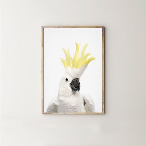 May include: A white cockatoo with a bright yellow crest, looking directly at the camera. The bird has a black beak and black eyes.