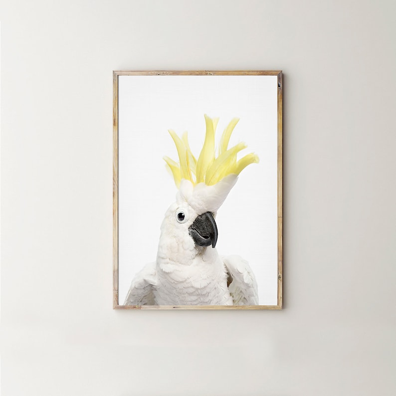 May include: A white cockatoo with a bright yellow crest, looking directly at the camera. The bird has a black beak and black eyes.