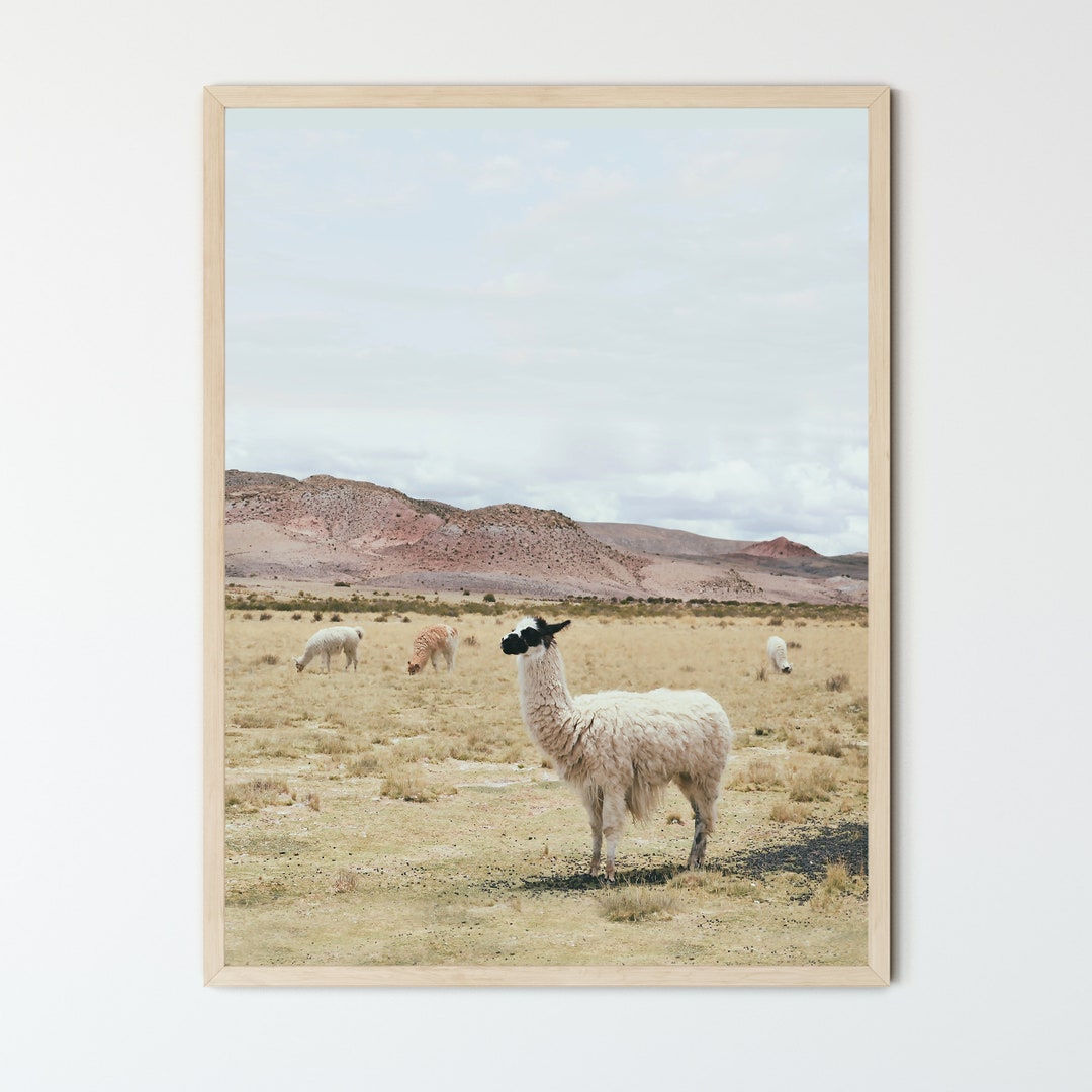 FRAMED Alpaca Print Animal Prints Wall Art Large Framed Etsy UK