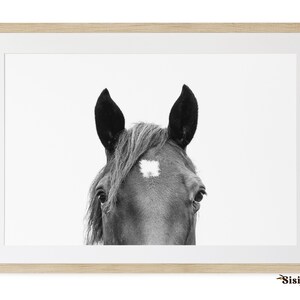 May include: Black and white photograph of a horse's head with a white star on its forehead. The horse is looking directly at the camera.