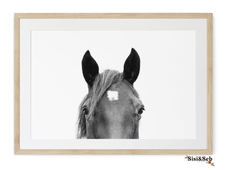 May include: Black and white photograph of a horse's head with a white star on its forehead. The horse is looking directly at the camera.