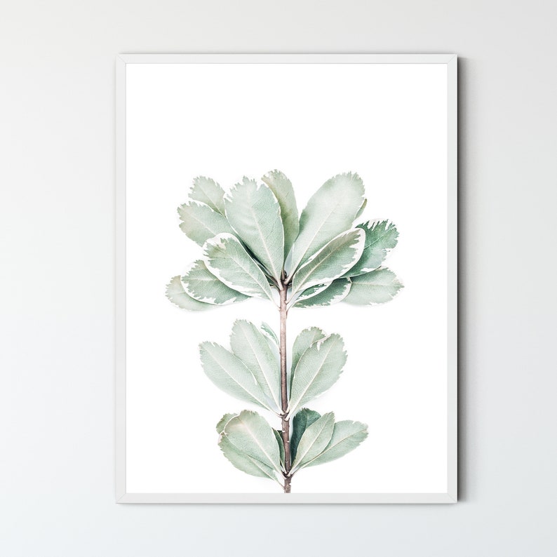 May include: A watercolor painting of a single branch of a plant with light green leaves. The leaves have a white border and are arranged in a symmetrical pattern.