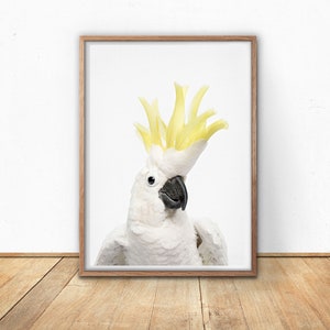 May include: A white cockatoo with a bright yellow crest, looking directly at the camera. The bird is perched on a white background.