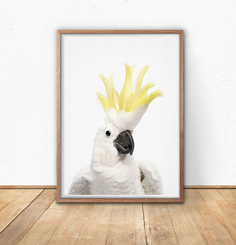 May include: A white cockatoo with a bright yellow crest, looking directly at the camera. The bird is perched on a white background.