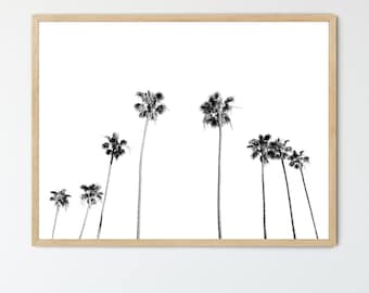 May include: Black and white photograph of palm trees against a white background. The trees are silhouetted against the white background, creating a minimalist and modern aesthetic.