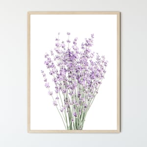 May include: A bouquet of lavender flowers with purple blooms and green stems against a white background.