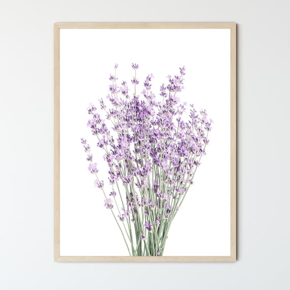 Lavender Framed Wall Art, Botanical Prints, Floral Photography Prints