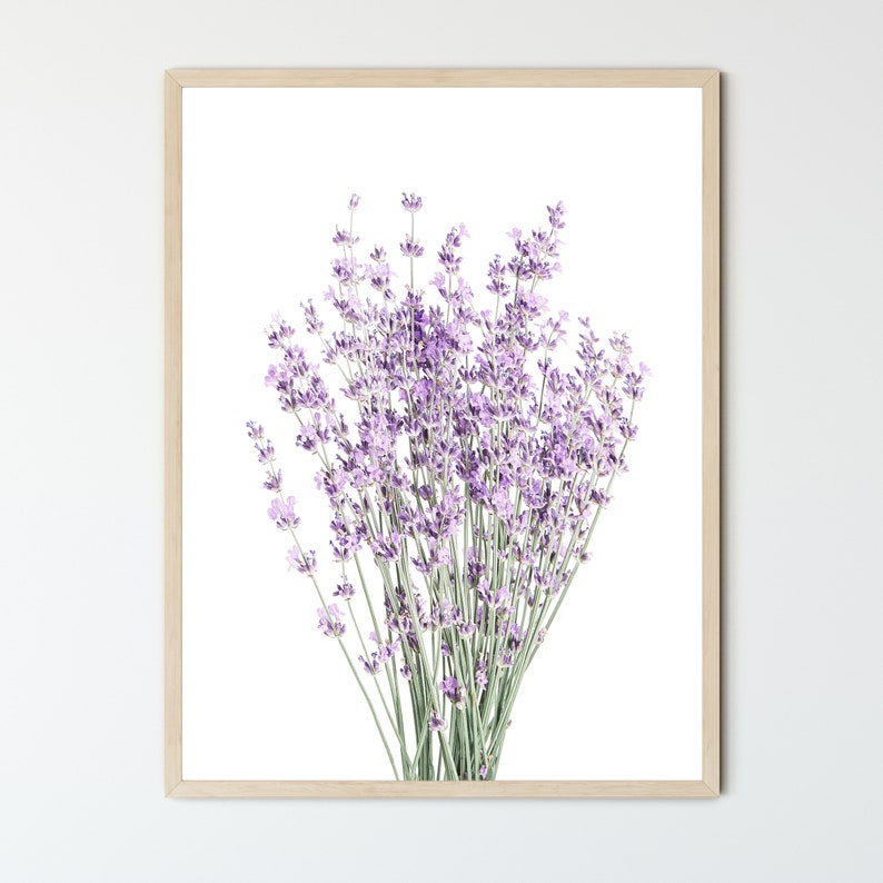 May include: A bouquet of lavender flowers with purple blooms and green stems against a white background.