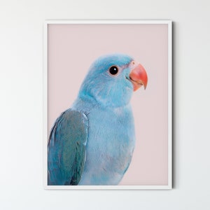 May include: A close-up portrait of a blue parakeet with a pink background. The parakeet has a bright blue body with green feathers on its wings and a red beak.