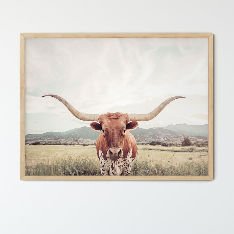 FRAMED Texas Longhorn Cow Print , Unframed & Framed option available. image 1