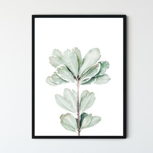 May include: A framed print of a single branch of a plant with light green leaves. The leaves have a white border around the edges. The background is white.