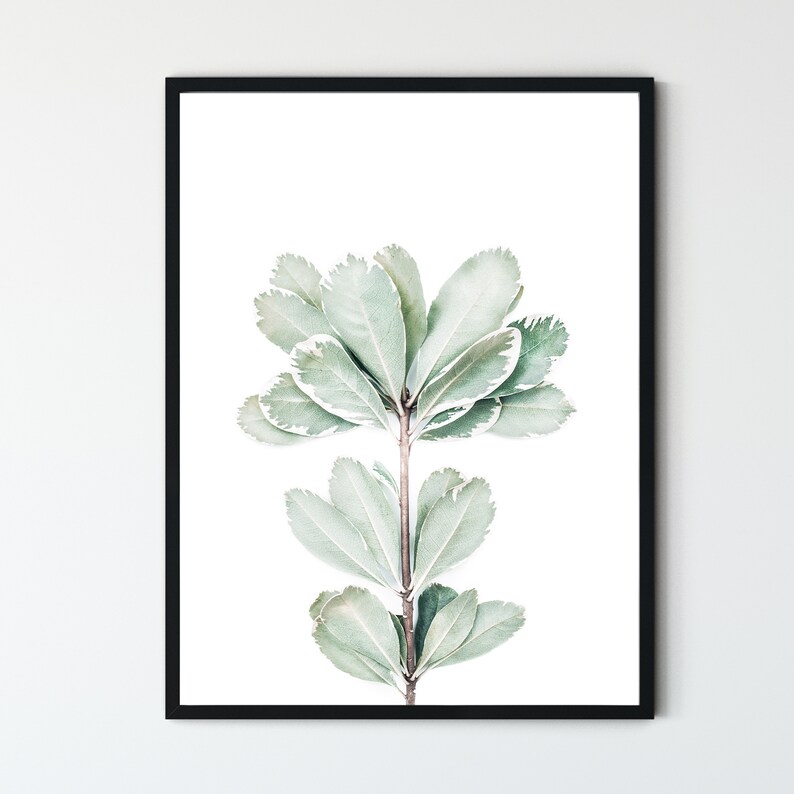 May include: A framed print of a single branch of a plant with light green leaves. The leaves have a white border around the edges. The background is white.
