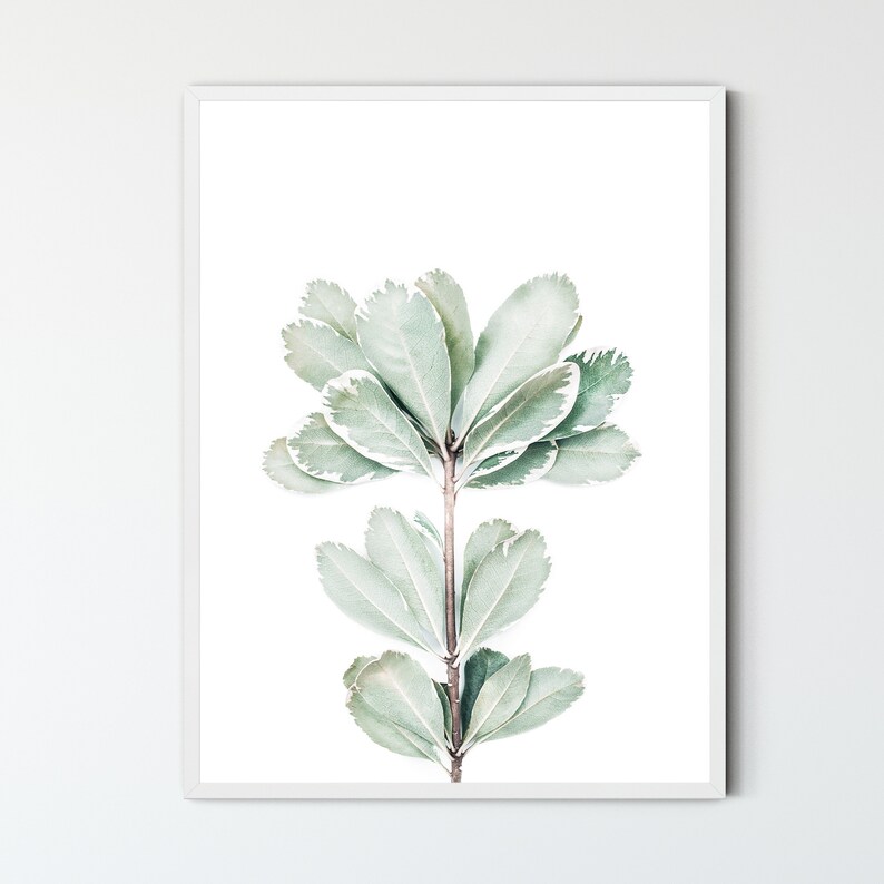 May include: A watercolor painting of a single branch of a plant with light green leaves. The leaves have a white border and are arranged in a symmetrical pattern.