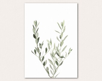 Olive Tree Photography Print