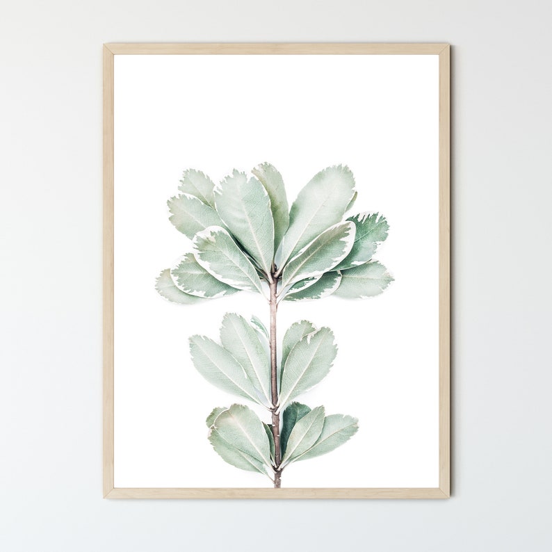 May include: A framed print of a single stem of a plant with light green leaves against a white background.