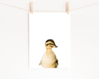 Baby Duck Print, UNFRAMED Art Print, Farm Decor Nursery Prints, Peekaboo Animals