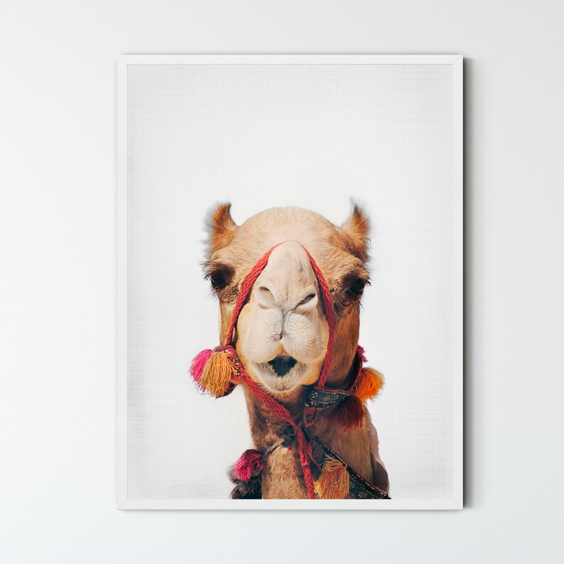 May include: A close-up portrait of a camel with a red and orange tassel necklace. The camel is looking directly at the camera with a curious expression.