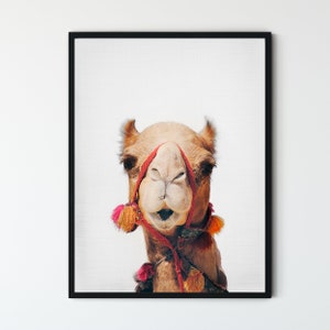 May include: A close-up portrait of a camel with a red and orange rope harness with tassels. The camel is looking directly at the camera with a curious expression.