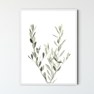 May include: A framed print of a botanical illustration featuring a single branch of olive leaves with a white background.