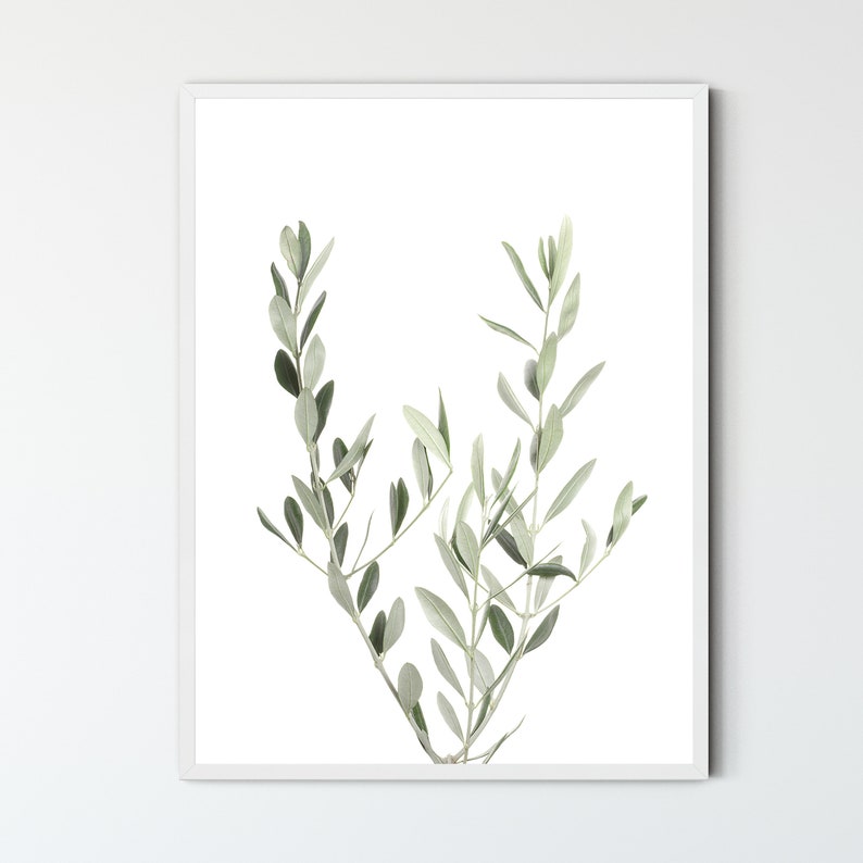 May include: A framed print of a botanical illustration featuring a single branch of olive leaves with a white background.