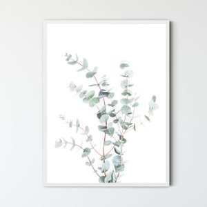 May include: A framed print of a botanical illustration featuring a sprig of eucalyptus leaves with a white background.